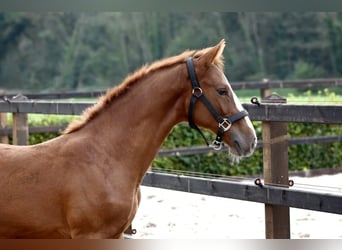 Zangersheide, Hengst, 1 Jaar, 155 cm, Vos