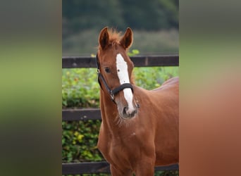 Zangersheide, Hengst, 1 Jaar, 155 cm, Vos