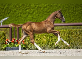 Zangersheide, Hengst, 1 Jaar, 155 cm, Vos