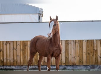 Zangersheide, Hengst, 1 Jaar, 156 cm, Vos