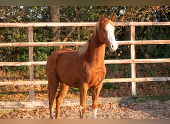 Zangersheide, Hengst, 1 Jaar, 156 cm, Vos