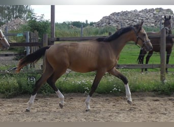 Zangersheide, Hengst, 1 Jaar, 165 cm, Buckskin