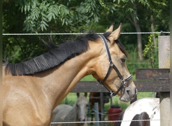 Zangersheide, Hengst, 1 Jaar, 165 cm, Buckskin