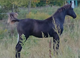 Zangersheide, Hengst, 1 Jaar, 165 cm, Zwart