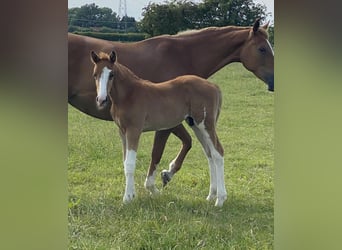 Zangersheide, Hengst, 1 Jaar, 166 cm, Donkere-vos