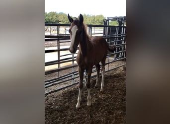Zangersheide, Hengst, 1 Jaar, 166 cm, Donkere-vos
