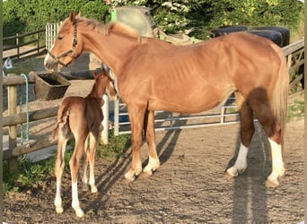 Zangersheide, Hengst, 1 Jaar, 166 cm, Donkere-vos