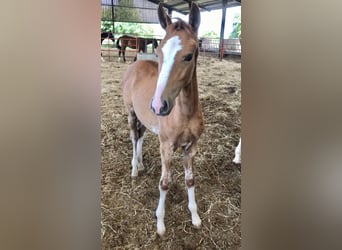 Zangersheide, Hengst, 1 Jaar, 166 cm, Donkere-vos