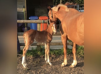 Zangersheide, Hengst, 1 Jaar, 166 cm, Donkere-vos