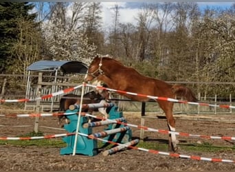 Zangersheide, Hengst, 1 Jaar, 167 cm, Vos