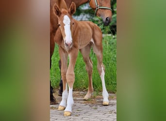 Zangersheide, Hengst, 1 Jaar, 167 cm, Vos