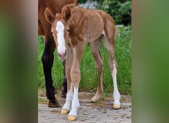 Zangersheide, Hengst, 1 Jaar, 167 cm, Vos