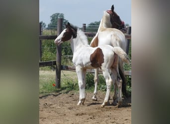 Zangersheide, Hengst, 1 Jaar, 168 cm, Gevlekt-paard