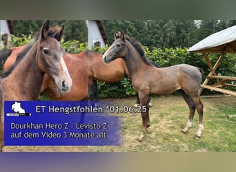 Zangersheide, Hengst, 1 Jaar, 168 cm, Schimmel