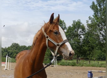 Zangersheide, Hengst, 1 Jaar, 168 cm, Vos