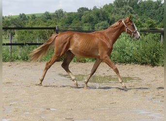 Zangersheide, Hengst, 1 Jaar, 168 cm, Vos