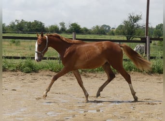 Zangersheide, Hengst, 1 Jaar, 168 cm, Vos