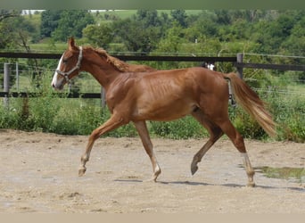 Zangersheide, Hengst, 1 Jaar, 168 cm, Vos