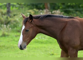 Zangersheide, Hengst, 1 Jaar, 168 cm, Zwartschimmel