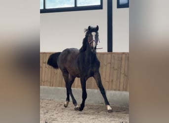 Zangersheide, Hengst, 1 Jaar, 170 cm, Blauwschimmel