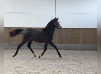 Zangersheide, Hengst, 1 Jaar, 170 cm, Blauwschimmel