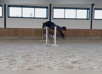 Zangersheide, Hengst, 1 Jaar, 170 cm, Blauwschimmel