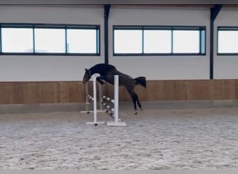 Zangersheide, Hengst, 1 Jaar, 170 cm, Blauwschimmel