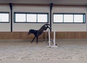 Zangersheide, Hengst, 1 Jaar, 170 cm, Blauwschimmel