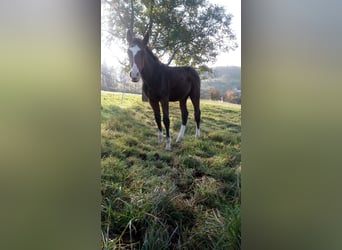 Zangersheide, Hengst, 1 Jaar, 170 cm, Bruin