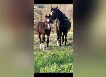 Zangersheide, Hengst, 1 Jaar, 170 cm, Bruin