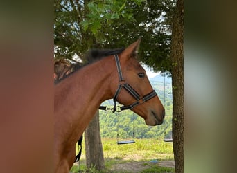 Zangersheide, Hengst, 1 Jaar, 170 cm, Bruin