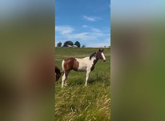 Zangersheide, Hengst, 1 Jaar, 170 cm, Gevlekt-paard
