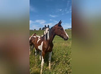 Zangersheide, Hengst, 1 Jaar, 170 cm, Gevlekt-paard