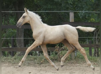 Zangersheide, Hengst, 1 Jaar, 170 cm, Palomino