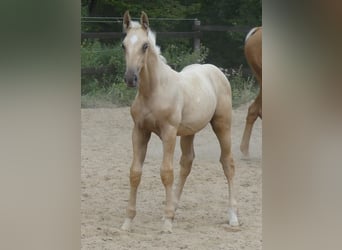 Zangersheide, Hengst, 1 Jaar, 170 cm, Palomino