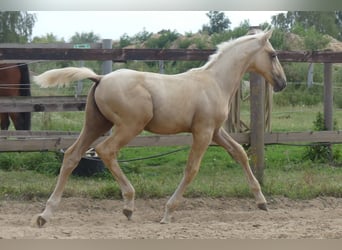 Zangersheide, Hengst, 1 Jaar, 170 cm, Palomino