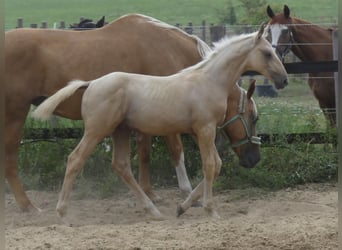 Zangersheide, Hengst, 1 Jaar, 170 cm, Palomino