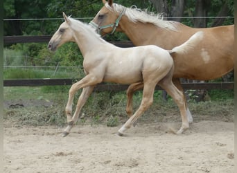 Zangersheide, Hengst, 1 Jaar, 170 cm, Palomino