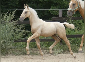 Zangersheide, Hengst, 1 Jaar, 170 cm, Palomino