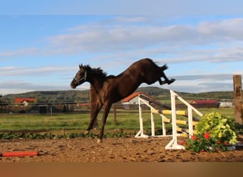 Zangersheide, Hengst, 1 Jaar, 170 cm, Zwartbruin