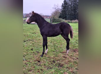 Zangersheide, Hengst, 1 Jaar, 172 cm, Zwartbruin