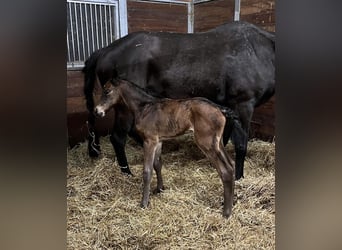 Zangersheide, Hengst, 1 Jaar, 173 cm, Bruin