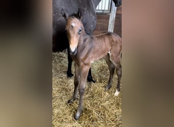 Zangersheide, Hengst, 1 Jaar, 173 cm, Bruin