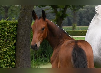 Zangersheide, Hengst, 1 Jaar, 173 cm, Bruin