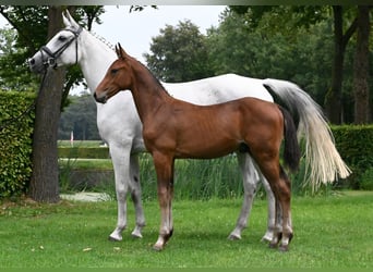 Zangersheide, Hengst, 1 Jaar, 173 cm, Bruin