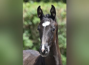 Zangersheide Mix, Hengst, 1 Jaar, 180 cm, Donkerbruin