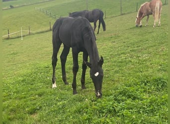 Zangersheide Mix, Hengst, 1 Jaar, 180 cm, Donkerbruin