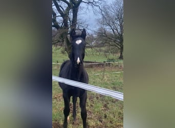 Zangersheide Mix, Hengst, 1 Jaar, 180 cm, Donkerbruin