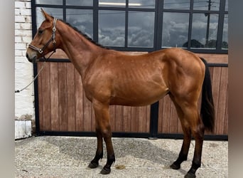Zangersheide, Hengst, 1 Jaar, Brauner