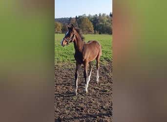 Zangersheide, Hengst, 1 Jaar, Bruin